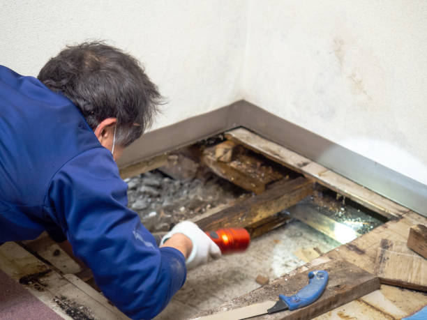 Best Toxic Mold Removal  in Hempstead, TX