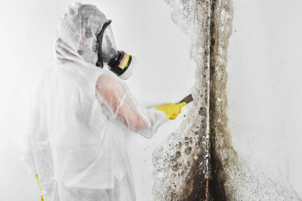 Best Emergency Mold Removal  in Hempstead, TX