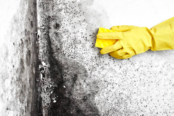 Best Professional Mold Removal  in Hempstead, TX