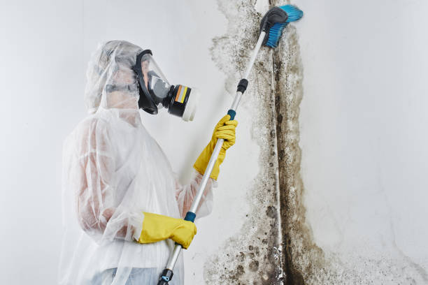 Professional Mold Removal in Hempstead, TX