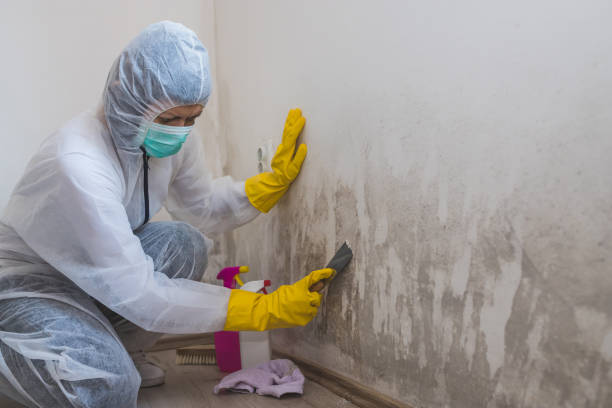 Best Residential Mold Removal  in Hempstead, TX