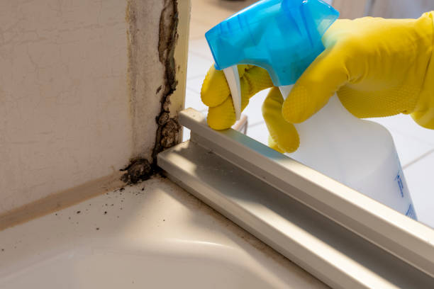 Best Commercial Mold Removal  in Hempstead, TX