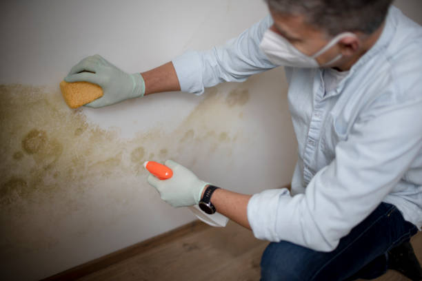 Certified Mold Removal in Hempstead, TX