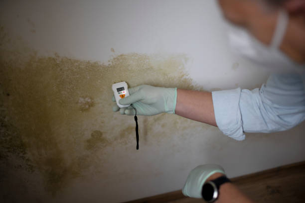 Best Certified Mold Removal  in Hempstead, TX