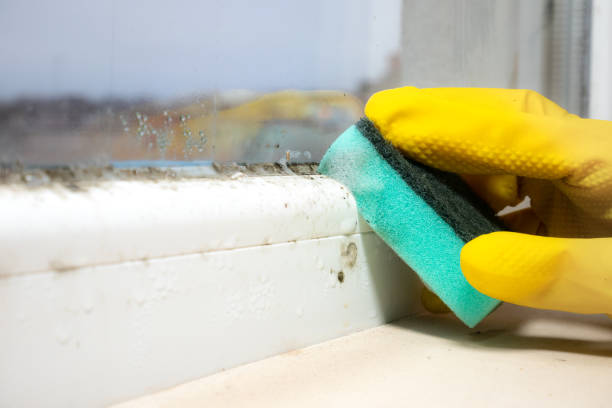 Best Black Mold Removal  in Hempstead, TX