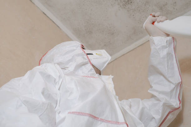 Best Residential Mold Removal  in Hempstead, TX