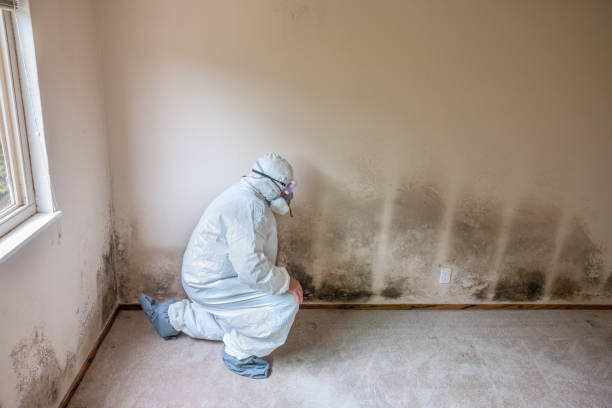 Best Attic Mold Removal  in Hempstead, TX