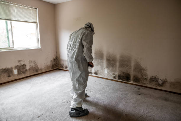 Best Attic Mold Removal  in Hempstead, TX