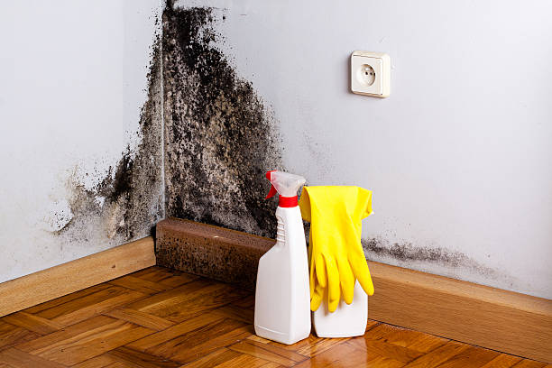 Best Crawl Space Mold Removal  in Hempstead, TX