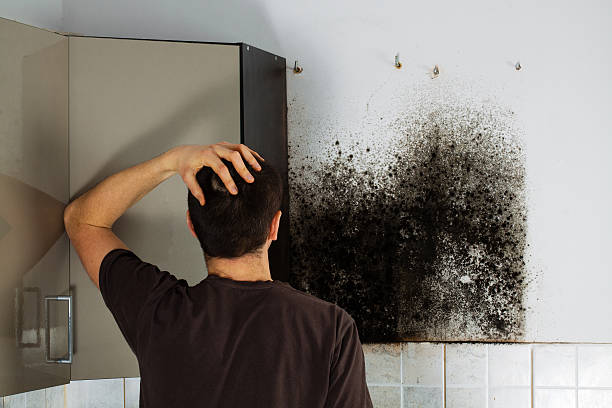 Best Black Mold Removal  in Hempstead, TX