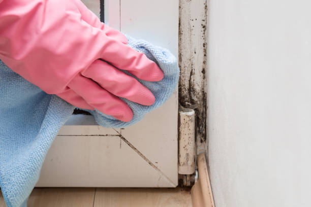 Best Attic Mold Removal  in Hempstead, TX