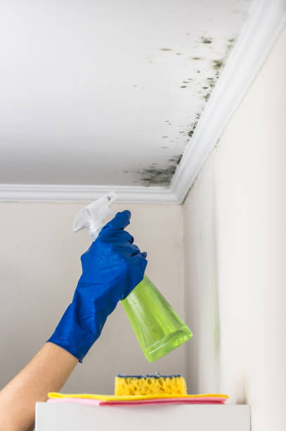 Best Commercial Mold Removal  in Hempstead, TX