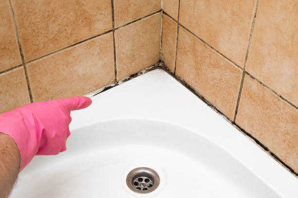 Best Affordable Mold Removal  in Hempstead, TX